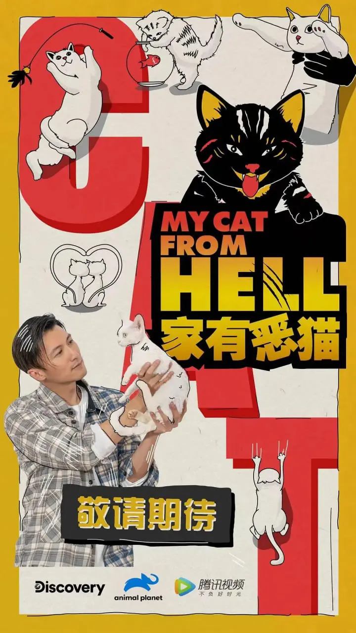 《家有恶猫》：别被名字骗了，这猫的段位比“霍芬海姆”还高！